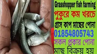 গ্ৰাসকাপ মাছের পোনা, Grasshopper fish farming method || পুকুরে কম খরচে 