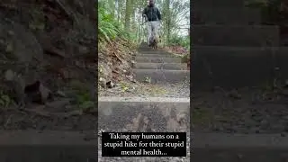 The #stupidwalk trend | #funnydogvideos #shorts