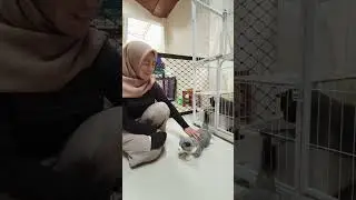 VLog pertama dika cat house 