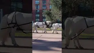 Cinderella's Royal Carriage