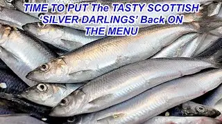 The MSC Certified North Sea Herring Fishery is About Ready to Get Underway.
