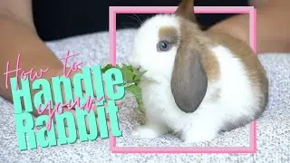 How To Handle Your Rabbit