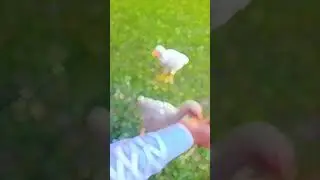 Cute 😍 chicken 🐔  eat/ 🍞  #shorts #viral #animals #funny #youtubeshorts #shortsfeed #youtube
