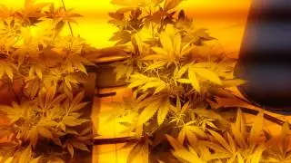 Gro giant ebb and flow update