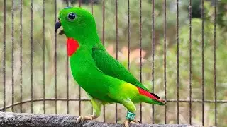 Suara panggilan & Rayuan Burung Serindit || Pancingan serindit bahan Malas Bunyi