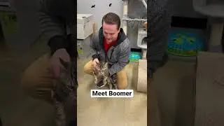 Boomer is looking for a loving home ❤️🐱@petsmart #catdad2020 #cats