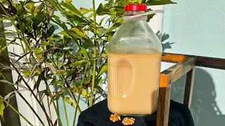Toasted Walnut Milk