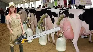 Incredible Cow Transportation Massive Tractors & Farm Girls