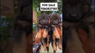 TOP QUALITY GERMAN SHEPHERD PUPPIES FOR SALE IN CHENNAI ❤️#germanshepherd #forsale #tamil #dog