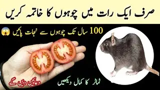 Get rid of rats for 70 years by adding just 1 thing 😱 Mouse Trap / chuhe bhagane 2026 k tarika