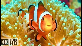 Beautiful Ocean Dreams 4K 🐠 Tropical Fish & Jellyfish – Peaceful Music for Sleep