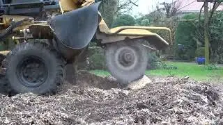 Kleine Stubbenfr&auml;se in Action!