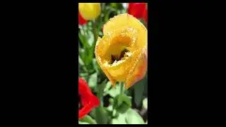 INCREDIBLY BEAUTIFUL FRINGED TULIPS IN THEIR SEASON