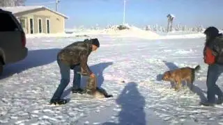 Ripley Witters-First Goose Retrieve Intro.3gp