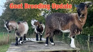 Billy Goat Update For Breeding This Year!