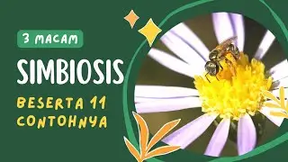 11 contoh simbiosis mutualisme komensalisme dan parasitisme