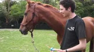 Funny Horse Party Tricks!