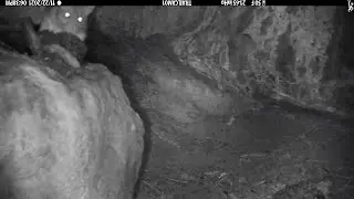 Bushy Tailed Woodrat