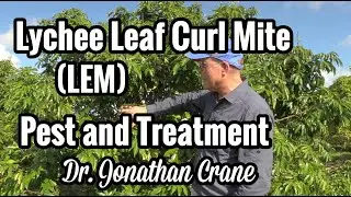 Dr. Jonathan Crane on Lychee Leaf Curl Mite (LEM)