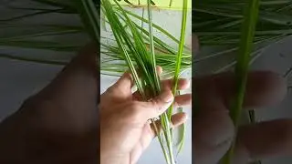 Rupa Rumput Teki sirumput beragam manfaat
