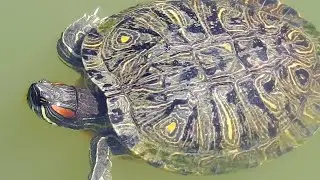 Life in freshwater river