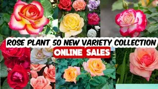 NEW 50 VARITIES ROSE PLANT COLLECTION ONLINE SALES #ROSE #garden #plant #flowers