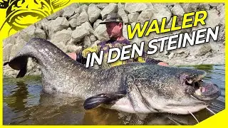 Auf Waller in der Steinpackung | Welsangeln in Deutschland | Wels an der Elbe.