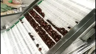 chestnut washing drying grading machine，chestnuts washing machine