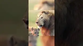 odin lev protiv dvadcati gien VIDEOMIN NET
