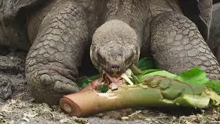 Charles Darwin Research Station | Gal&aacute;pagos | Lindblad Expeditions-National Geographic