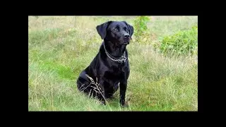 Labrador Barking Voice | My Cute Lovely Labra Dog | Amit Bhardwaj |