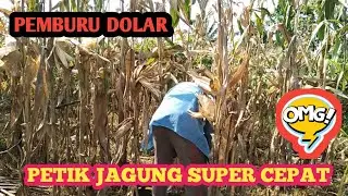Cara Memetik Jagung Super Cepat Hasil Banyak