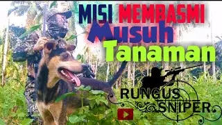 MENGAWAL MUSUH TANAMAN//PENGENALAN