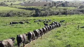 Bufalas Lecheras Murrah en PRV