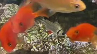 Wow! Is the Flagtail Prochilodus the World champion of Algae eating for aquariums?