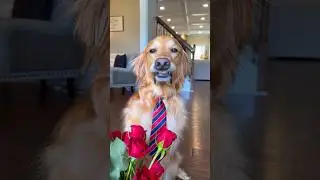 My dog tried online dating!