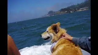 this dog knows a whale