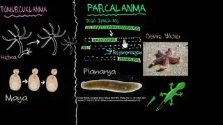 Tomurcuklanma, Parçalanma, Yeniden Oluşum ve Sporlar (Fen Bilgisi)