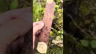 Honduras Rosewood (dalbergia stevensoni)