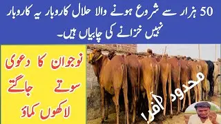 Bachra Farming 90 Days Farming |Pure Cholistani Sahiwal Bachray| Grunted Animals