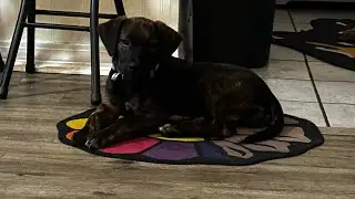 YALL MEET MY NEW DOG!