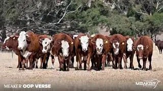 Oop Verse - Meaker Brafords
