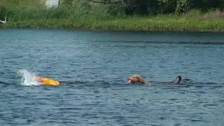 Swimming with Chessies