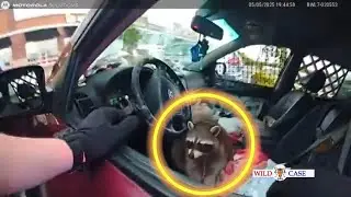 Raccoon Caught Smoking Meth Pipe During Ohio Traffic Stop
