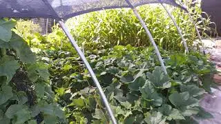 DIY Spring Greenhouse to extend growing by many months part 3