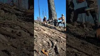 timberfalling timber falling