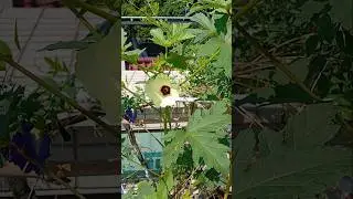 okra with its yellow flowers