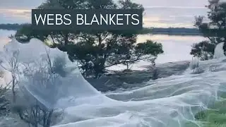 &lsquo;Spectacular&rsquo; Silken Spider Webs Blanket