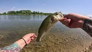 Largemouth Bass, Blackwell Forest  Preserve, DuPage Illinois
