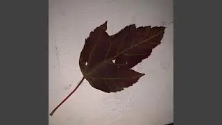 A Brief Reflection in Autumn